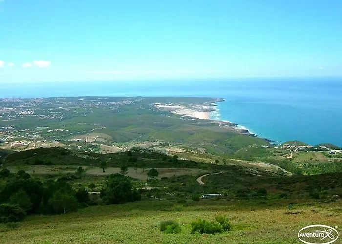 Golden Halcyon - *